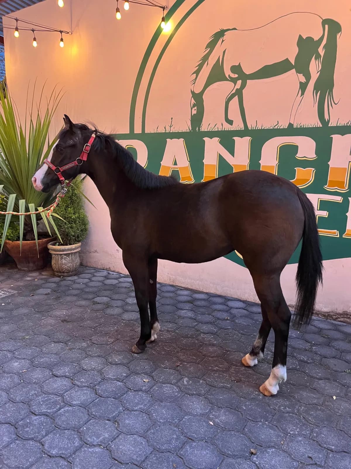 Caballo café y blanco en el potrero
