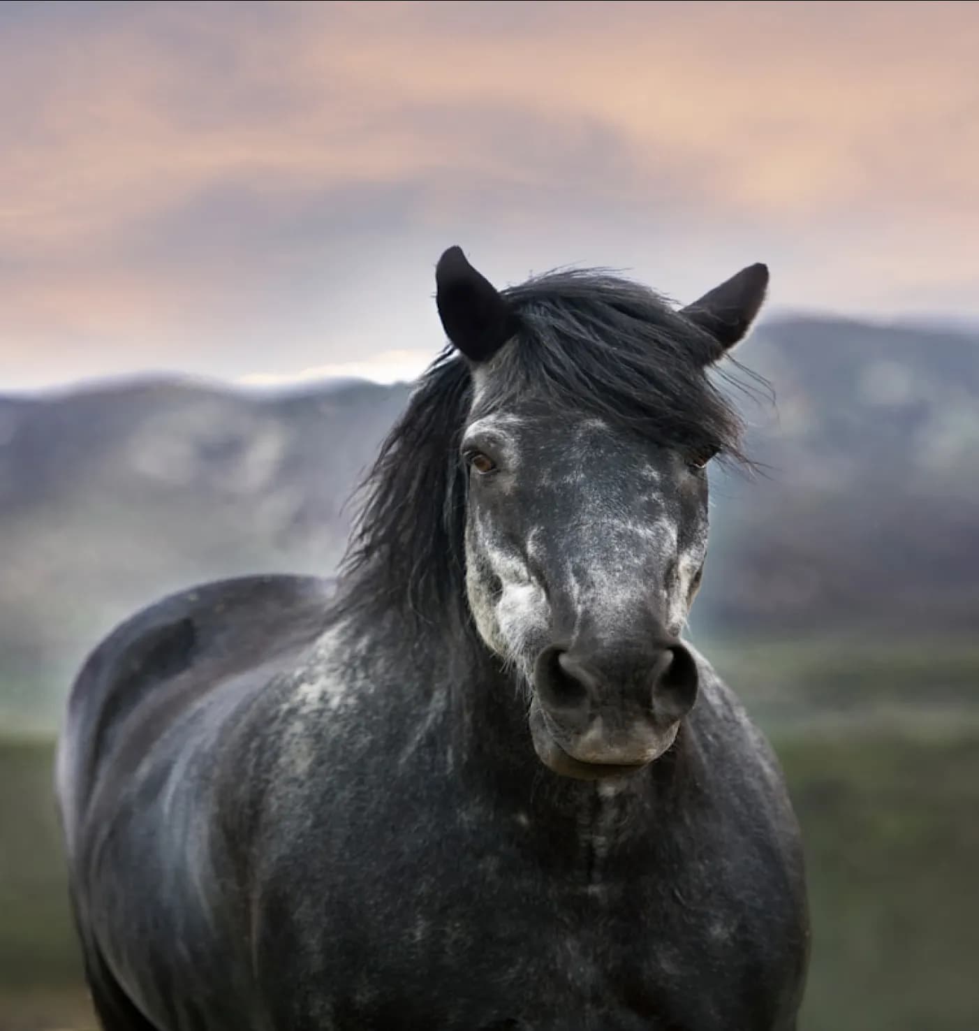 Caballo negro símbolo de trayectoria