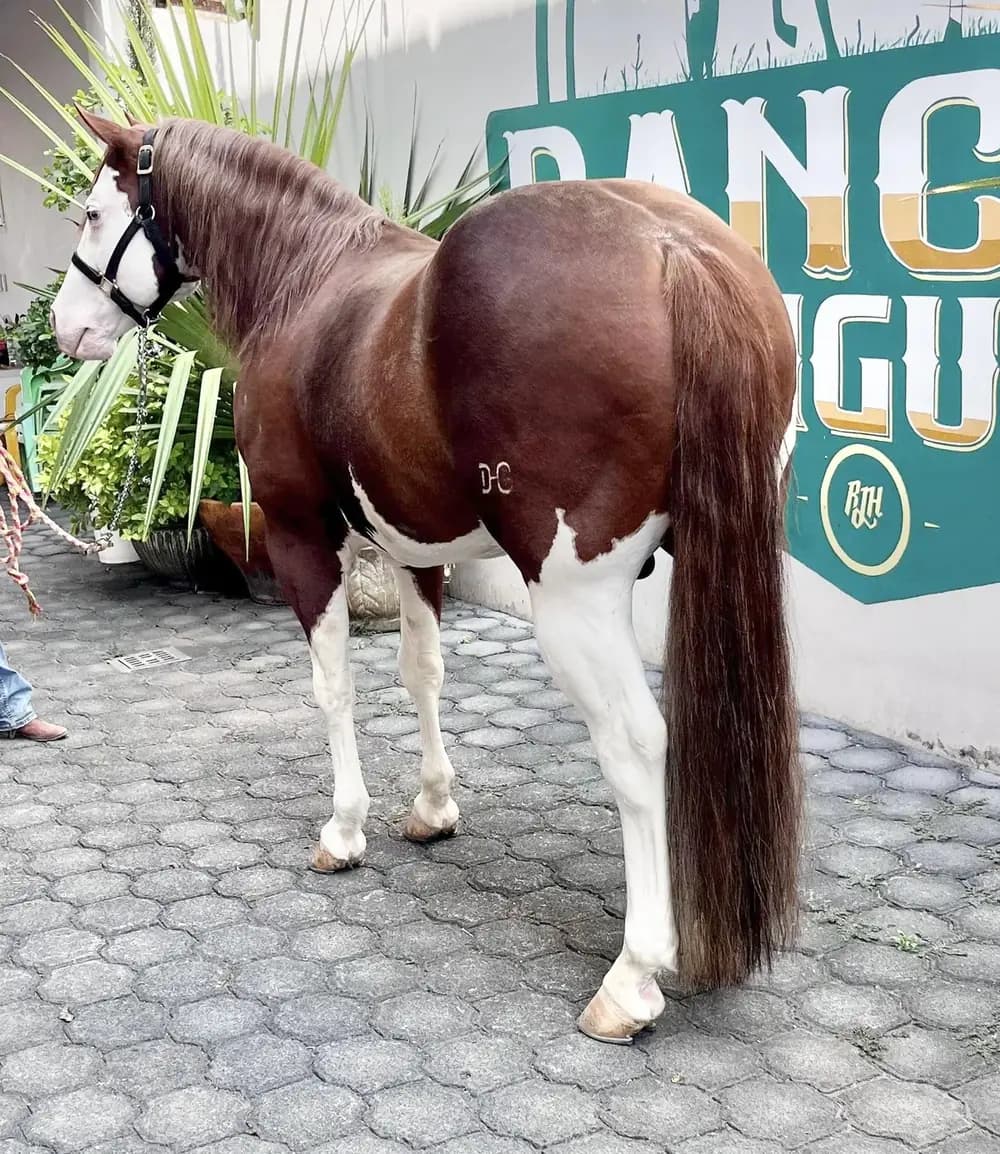 Caballo blanco en Rancho La Higuera